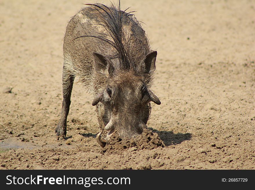 Adult male Warthog shoveling mud at a watering hole. Photo taken on a game ranch in Namibia, Africa. Adult male Warthog shoveling mud at a watering hole. Photo taken on a game ranch in Namibia, Africa.