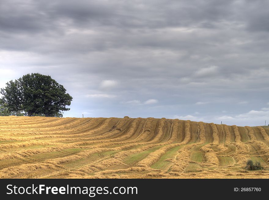 Yellow striped field under the dark cloudy sky