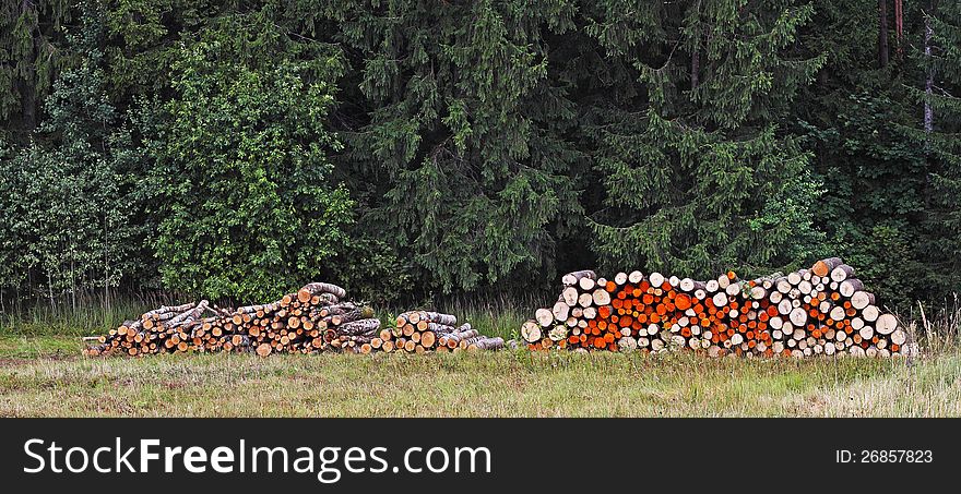 Colorful wood log stacks on the forest background. Colorful wood log stacks on the forest background