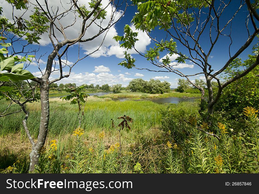 Wetlands landscape