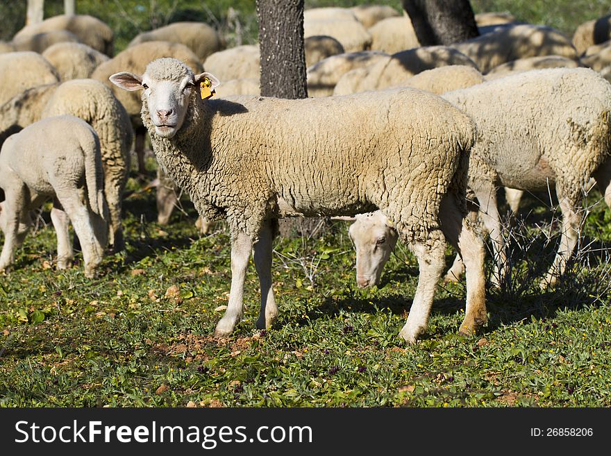 View of a herd of sheep in the countryside.