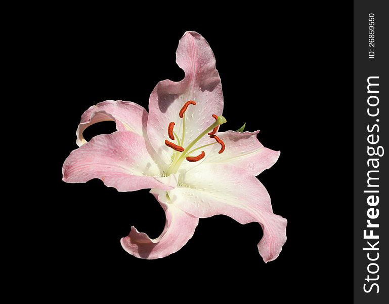 Photo of beautiful fresh big dismissed white-pink lily close up on black background. Photo of beautiful fresh big dismissed white-pink lily close up on black background