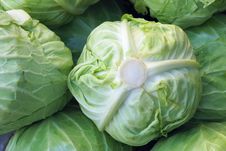 Cabbage Royalty Free Stock Photography