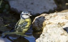 Free Blue Tit Royalty Free Stock Photos - 26867488