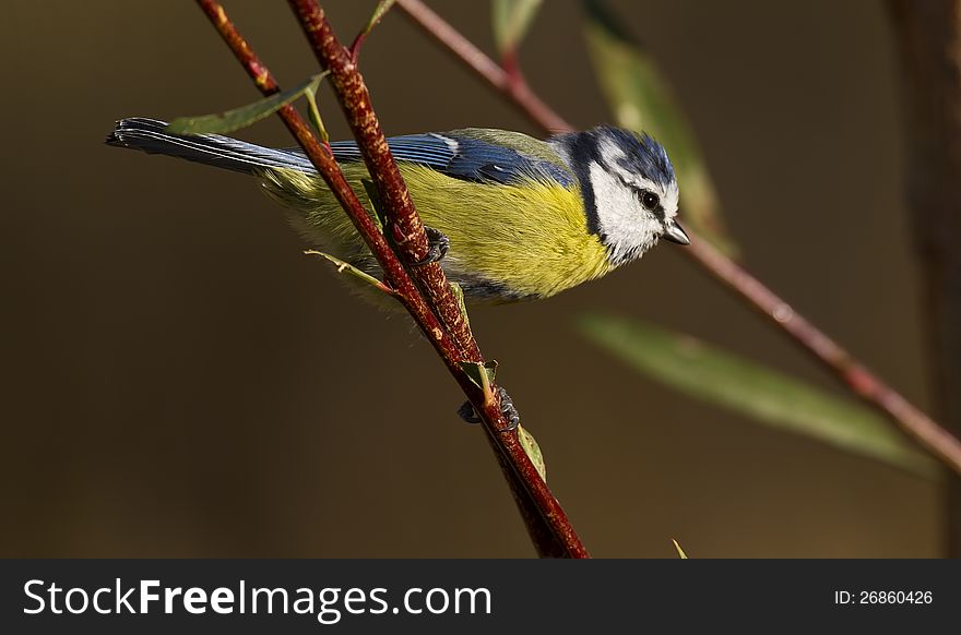 Blue tit is perching on the branch of a tree