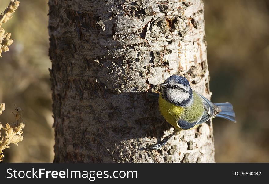 Blue tit is perching on a tree trunk. Blue tit is perching on a tree trunk