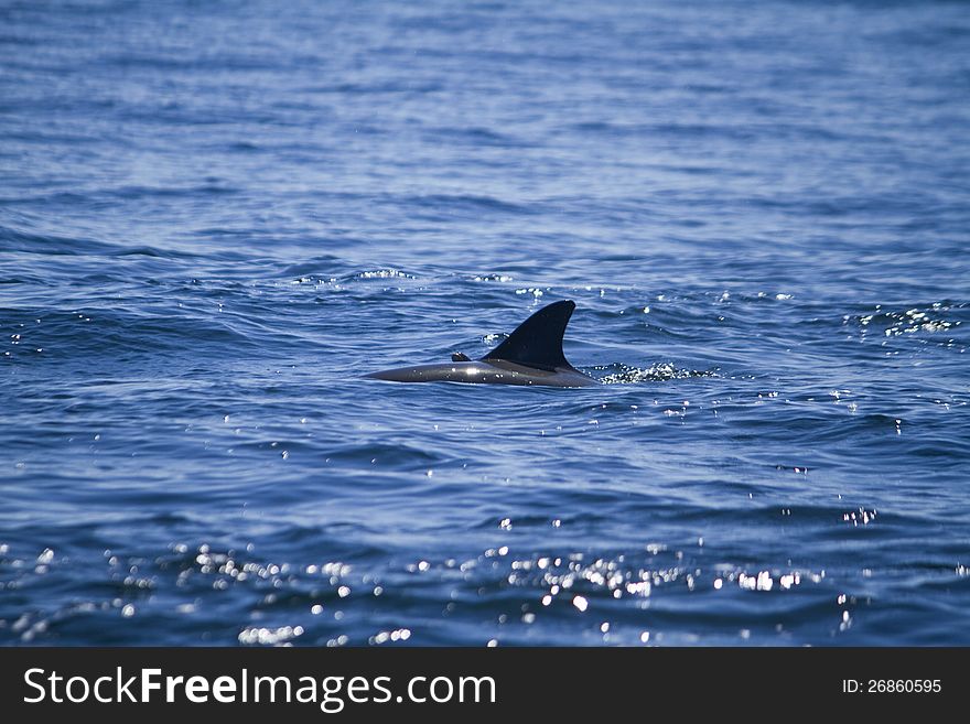 View of dolphins swimming on the wilderness of the ocean. View of dolphins swimming on the wilderness of the ocean.