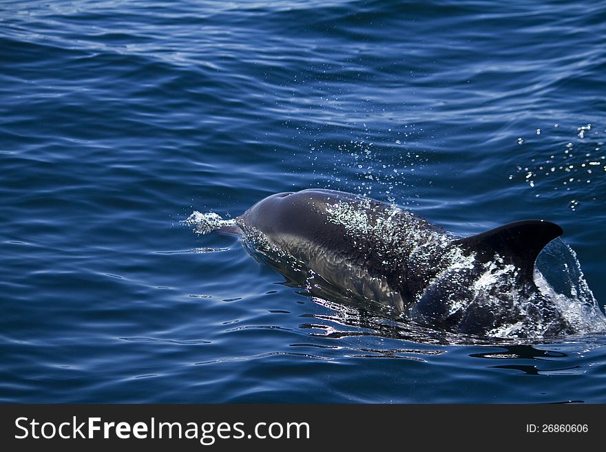 View of dolphins swimming on the wilderness of the ocean. View of dolphins swimming on the wilderness of the ocean.