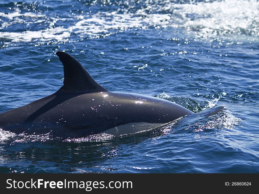 View of dolphins swimming on the wilderness of the ocean. View of dolphins swimming on the wilderness of the ocean.