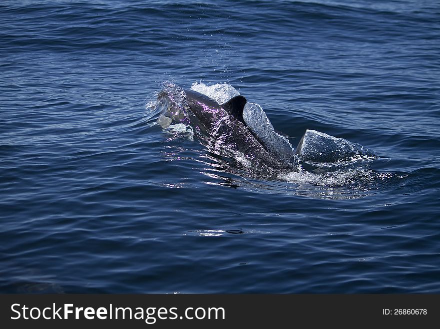 View of dolphins swimming on the wilderness of the ocean. View of dolphins swimming on the wilderness of the ocean.