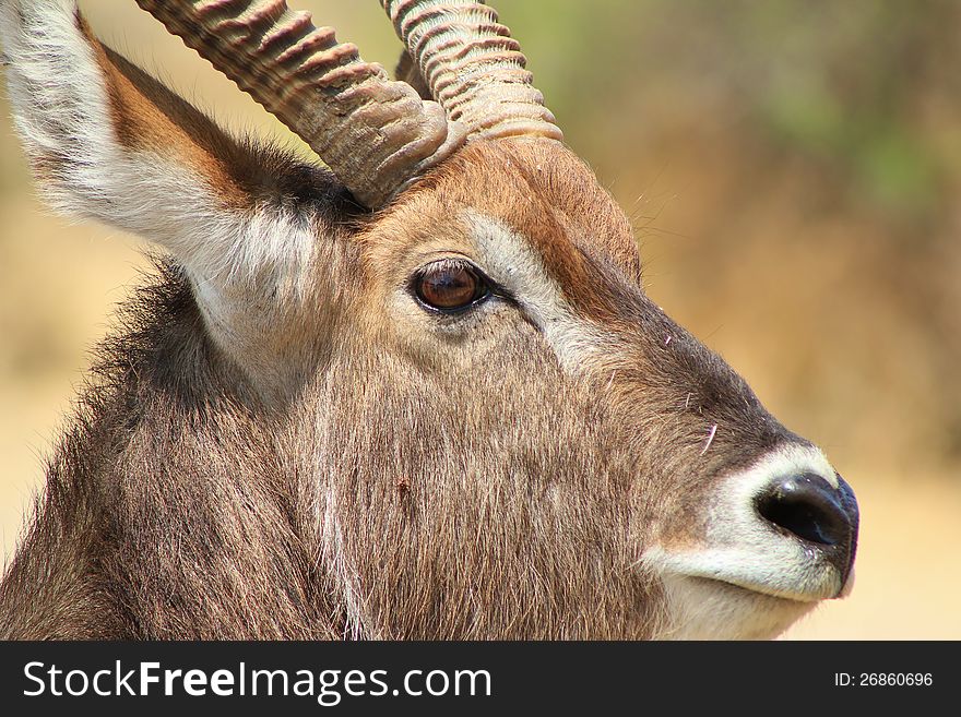 Waterbuck, African Antelope - Close-up