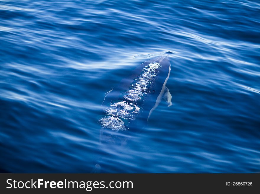 View of dolphins swimming on the wilderness of the ocean. View of dolphins swimming on the wilderness of the ocean.