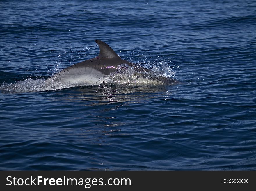 View of dolphins swimming on the wilderness of the ocean. View of dolphins swimming on the wilderness of the ocean.