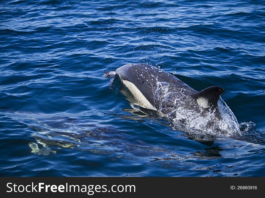 View of dolphins swimming on the wilderness of the ocean. View of dolphins swimming on the wilderness of the ocean.