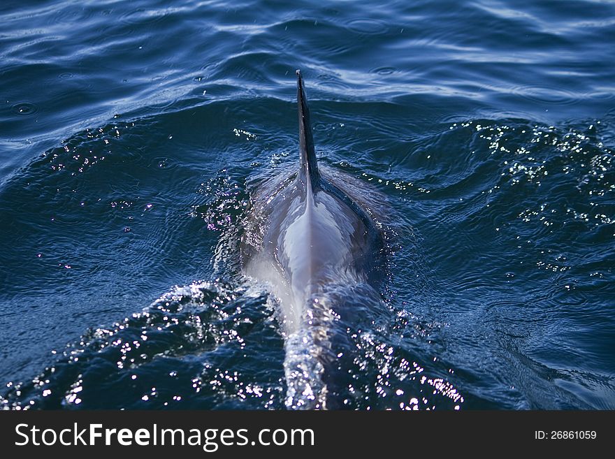 View of dolphins swimming on the wilderness of the ocean. View of dolphins swimming on the wilderness of the ocean.