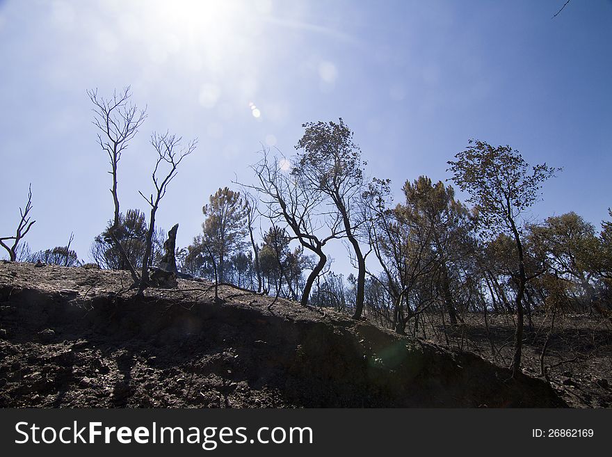 Landscape view of a burned forest, victim of a recent fire.