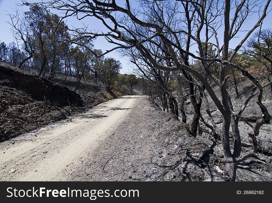 Landscape view of a burned forest, victim of a recent fire.