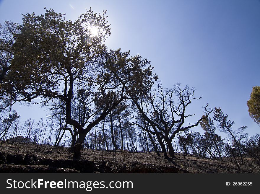 Landscape view of a burned forest, victim of a recent fire.