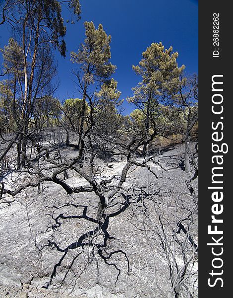 Landscape view of a burned forest, victim of a recent fire.