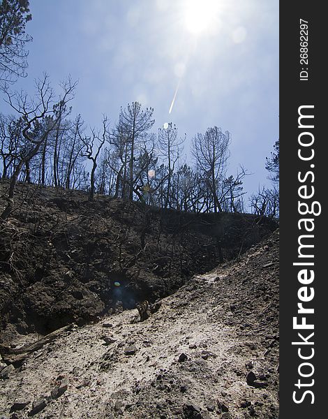 Landscape view of a burned forest, victim of a recent fire.