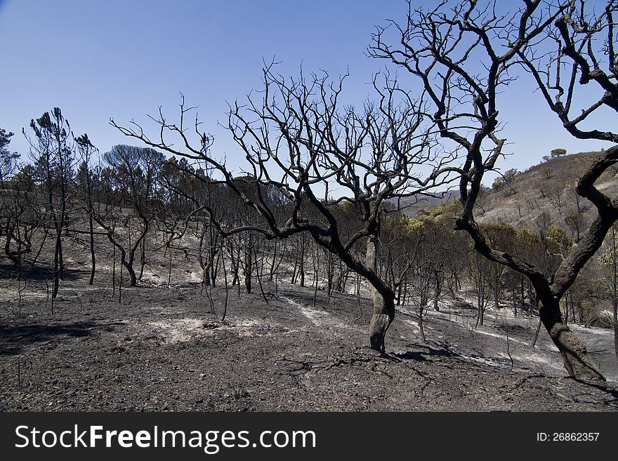 Landscape view of a burned forest, victim of a recent fire.