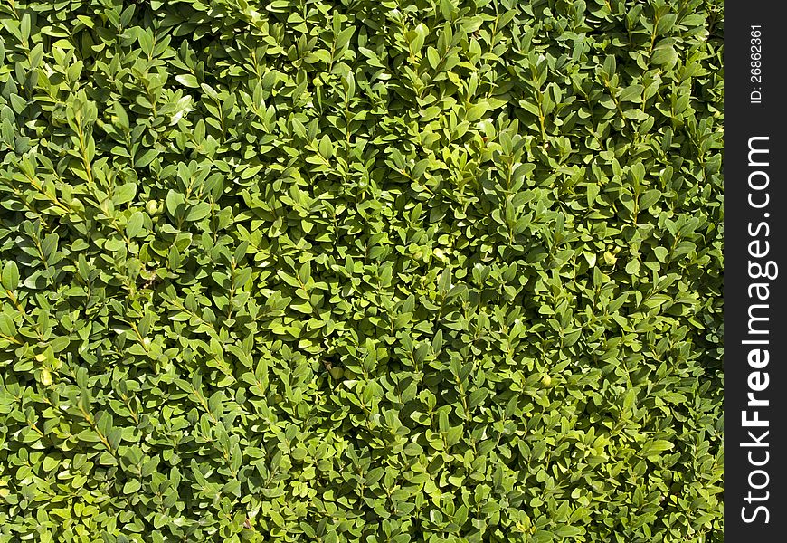 Green Leaves Background