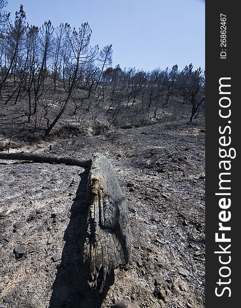 Landscape view of a burned forest, victim of a recent fire.