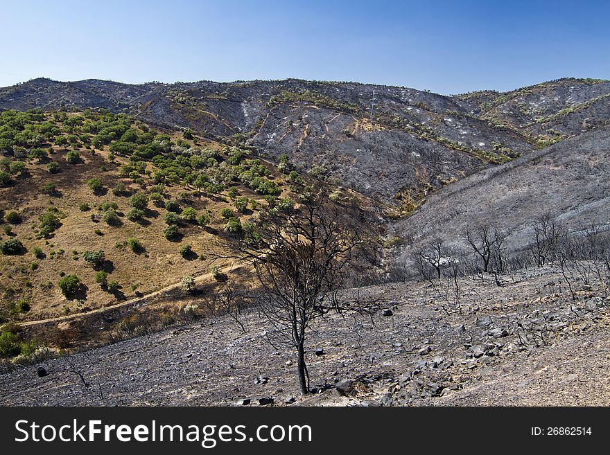 Landscape view of a burned forest, victim of a recent fire.