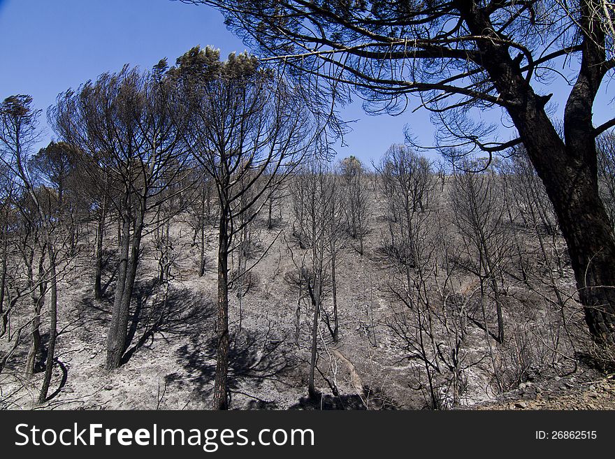 Landscape view of a burned forest, victim of a recent fire.