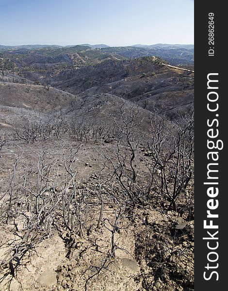 Landscape view of a burned forest, victim of a recent fire.