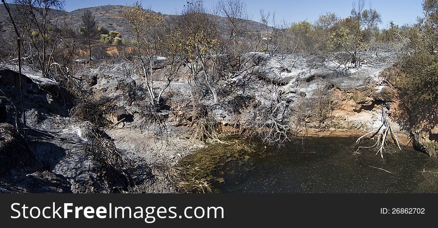 Landscape view of a burned forest, victim of a recent fire.