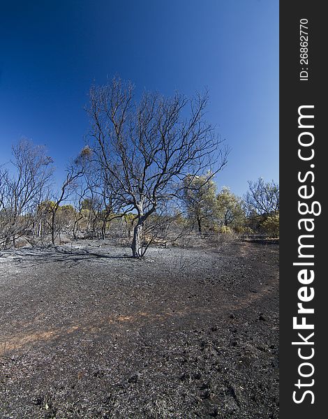 Landscape view of a burned forest, victim of a recent fire.