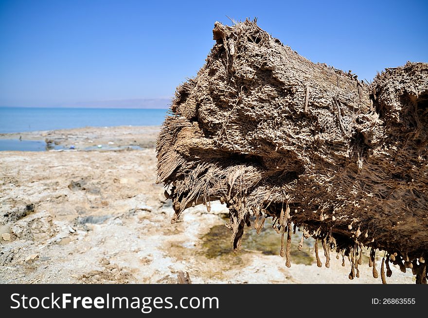 Wooden snag is covered wih salt from the Dead Sea