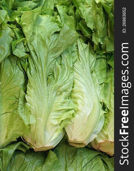 The close-up of fresh lettuce