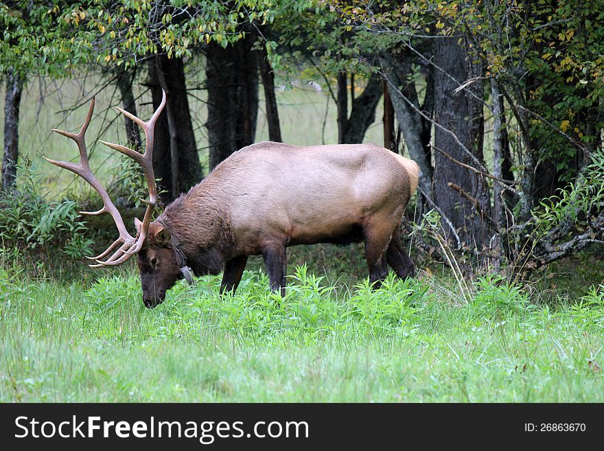 This is a male elk in the woods eating grass in north carolina. This is a male elk in the woods eating grass in north carolina
