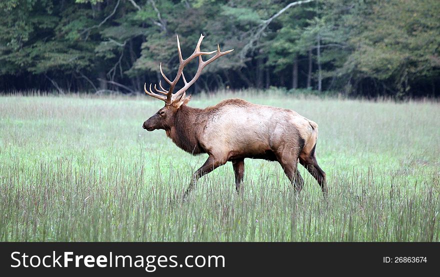 This is a male elk in the woods eating grass in north carolina. This is a male elk in the woods eating grass in north carolina