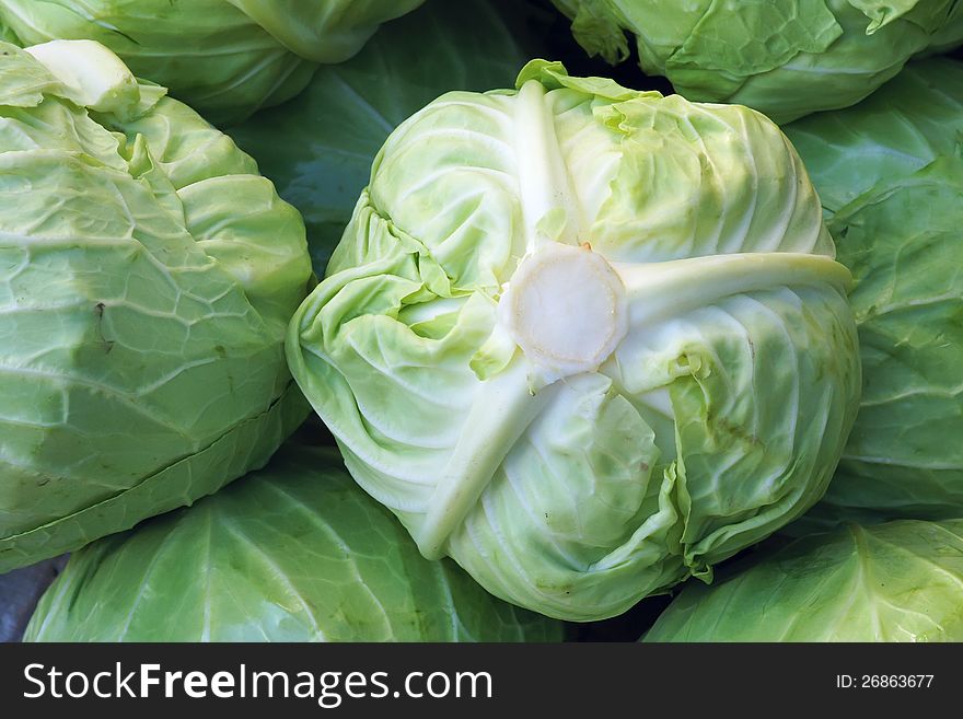 The close-up of cabbage