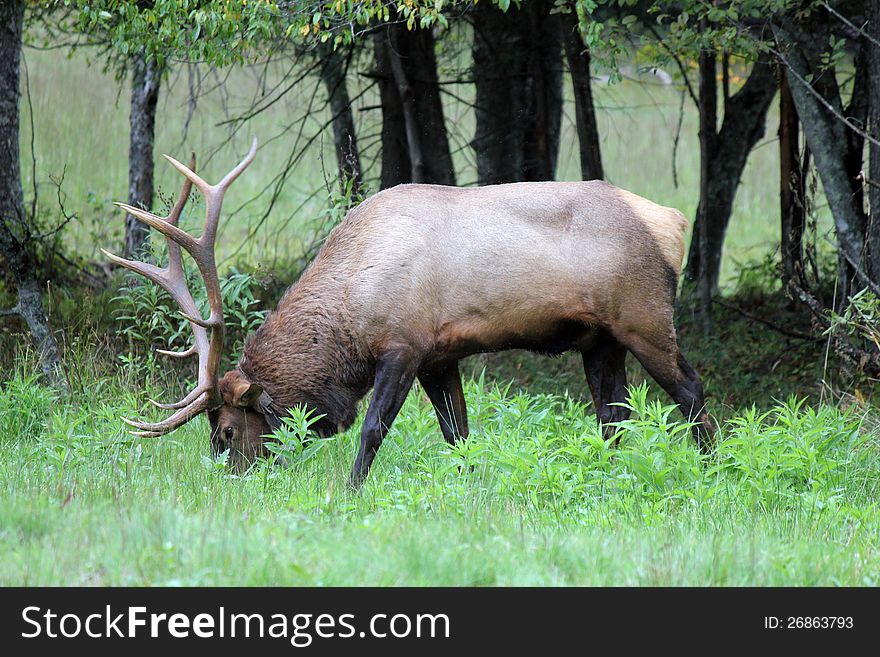 This is a male elk in the woods eating grass in north carolina