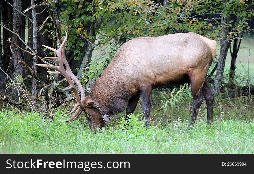 This is a male elk in the woods eating grass in north carolina