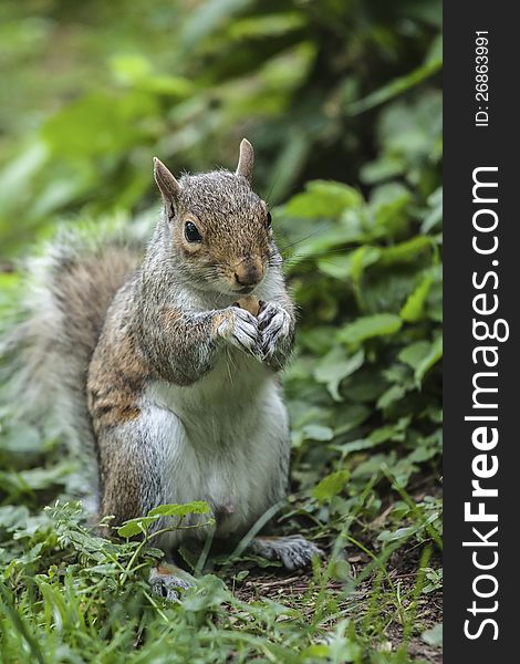 Squirrel having a lunch on a park. Squirrel having a lunch on a park