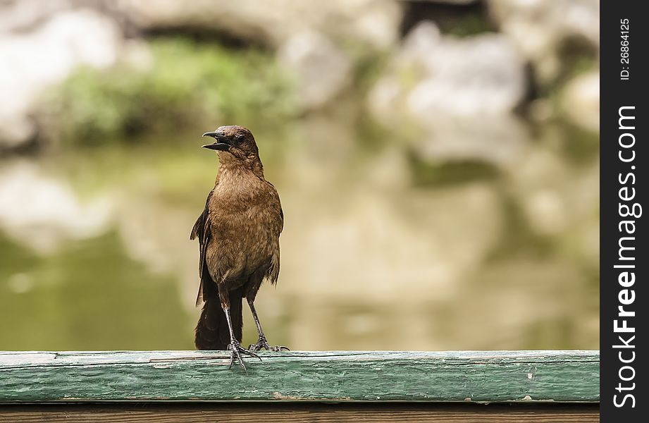 Bird on a green chalkboard. Bird on a green chalkboard