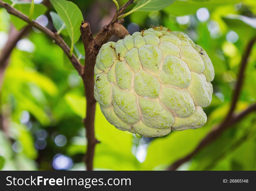 Fresh sugar-pineapple or custard-pineapple fruit on its tree. Fresh sugar-pineapple or custard-pineapple fruit on its tree