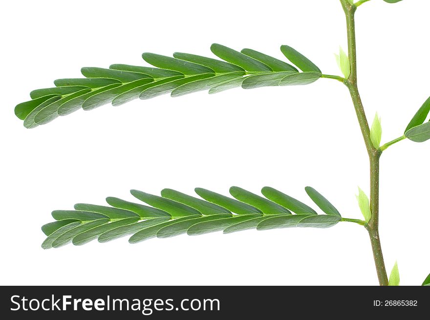 Macro closeup of tamarind tree leaves on white background. Macro closeup of tamarind tree leaves on white background