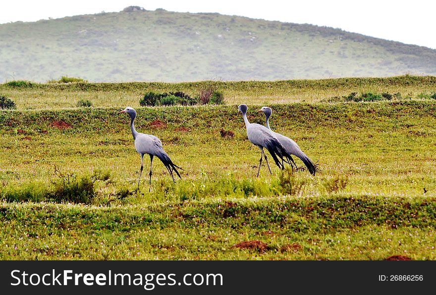 Flock of Blue Crane birds on rural grasland