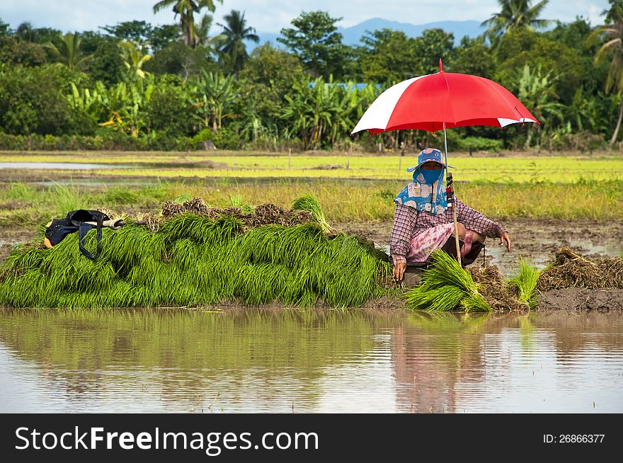 Farmers Working Planting Rice In The Paddy Field