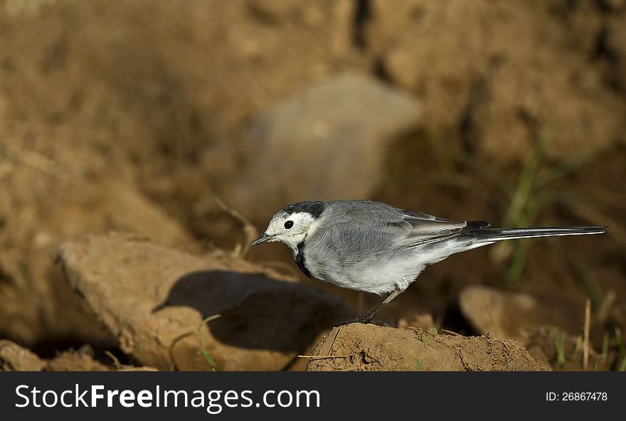 Pied wagtail is perching on a piece of rock