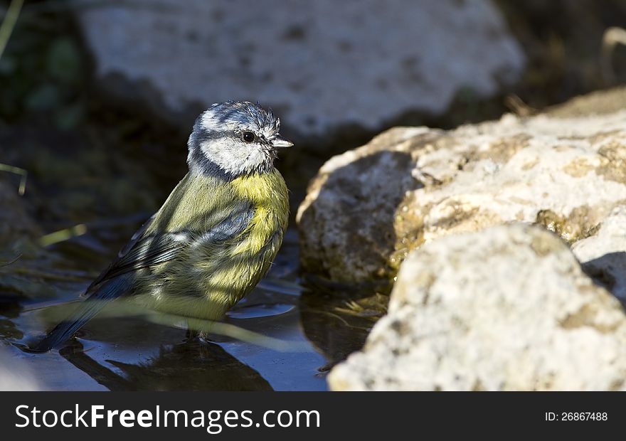 Blue Tit is washing in a pond