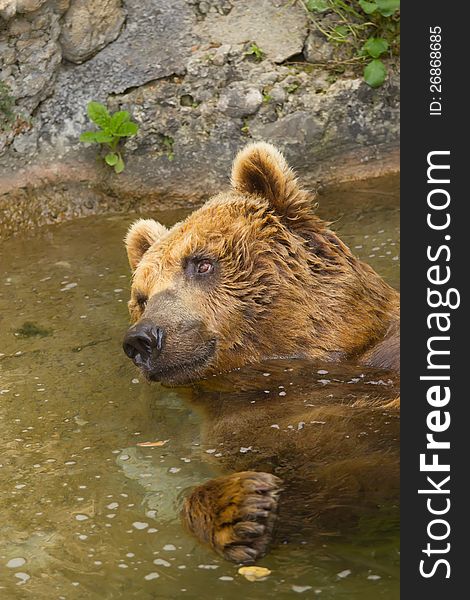 Brown Bear Taking A Bath In The Lake.
