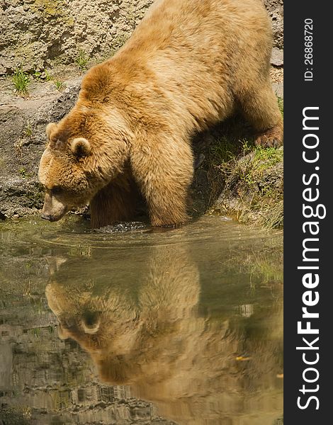 Brown bear taking a bath in the lake. Vertically.
