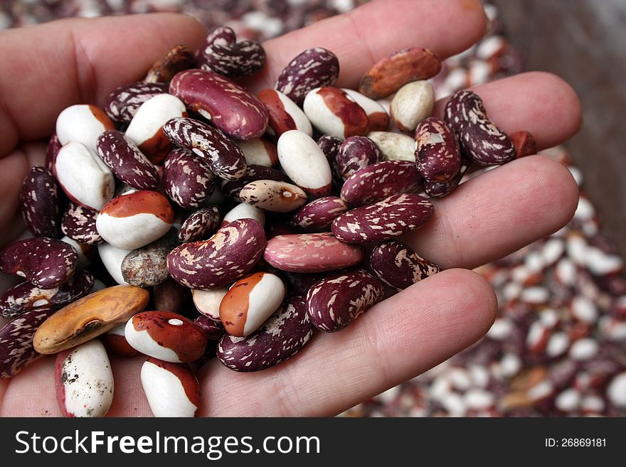 Kidney beans on the hand